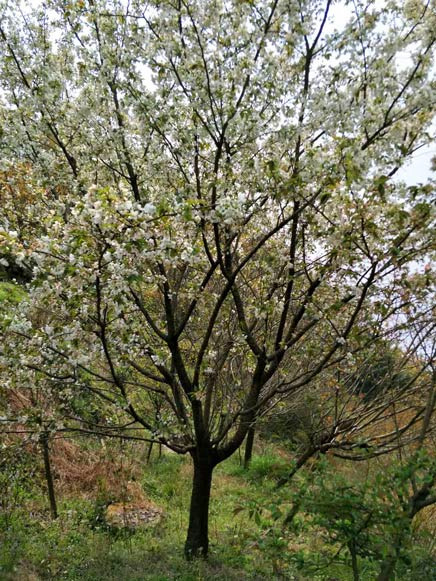 浙江樱花种植基地 