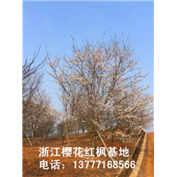 浙江樱花基地 