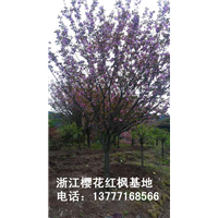 浙江樱花价格 