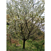 浙江樱花种植基地 