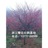 浙江樱花树