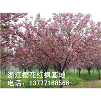 浙江樱花树 