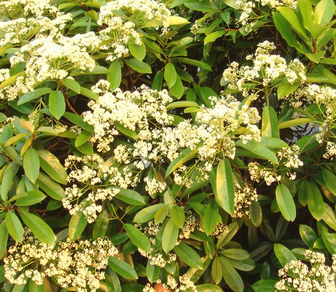 桂花-湖北桂花-湖北桂花价格|基地