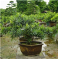 罗汉松-湖北罗汉松|罗汉松价格|基地 