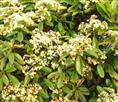桂花-湖北桂花-湖北桂花价格|基地
