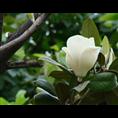 栾树-湖北栾树-湖北栾树价格|基地