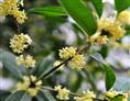 桂花-湖北哪里的桂花比较便宜|湖北桂花
