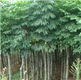 湖北哪里有出售栾树|哪里的栾树便宜 