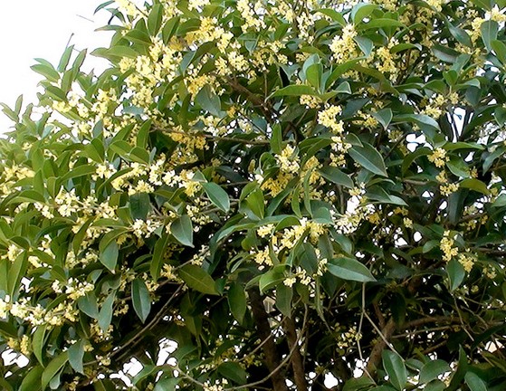 桂花-湖北哪里的桂花比较便宜|湖北桂花