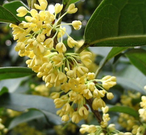桂花-湖北桂花|求购桂花|出售 