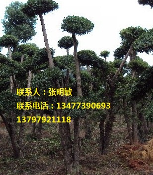 刺冬青-湖北刺冬青-湖北刺冬青价格|基地