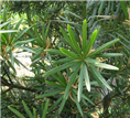 湖北哪里有出售罗汉松|哪里的罗汉松便宜 