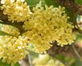 桂花-湖北桂花|桂花价格|基地 