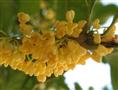 桂花-湖北桂花|桂花供应|批发 