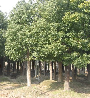 香樟-湖北香樟-湖北香樟批发|供应