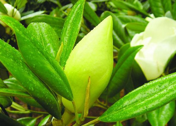 湖北哪里有出售广玉兰|哪里的广玉兰便宜 
