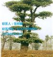 刺冬青-湖北哪里的刺冬青比较便宜