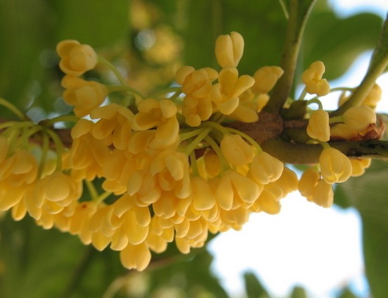 桂花-湖北桂花|桂花供应|批发 