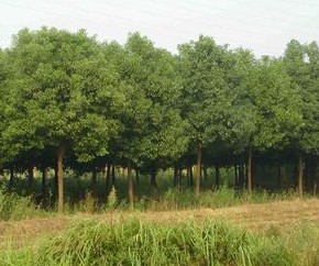 湖北哪里有出售香樟树|哪里的香樟树便宜 