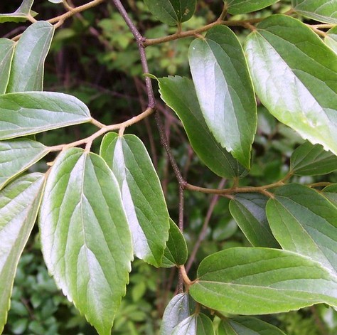 朴树-湖北朴树|朴树供应|批发 