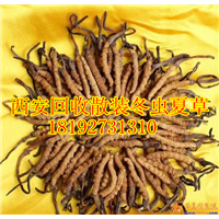 西安高价回收冬虫夏草 极草 南郊回收极草 