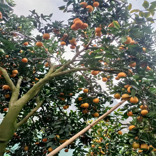 雷波脐橙