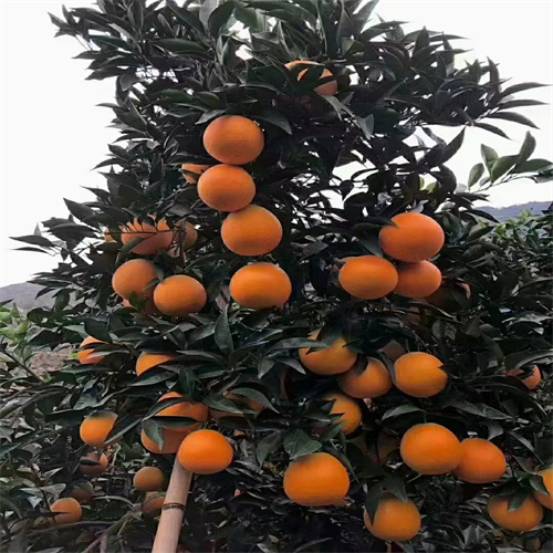 四川脐橙产地在哪里