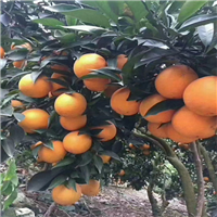 四川脐橙