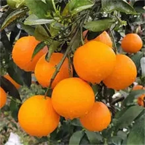 四川脐橙代办