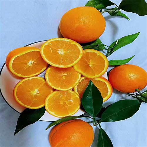 四川脐橙几月份成熟
