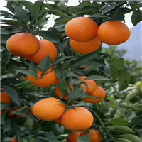 雷波脐橙