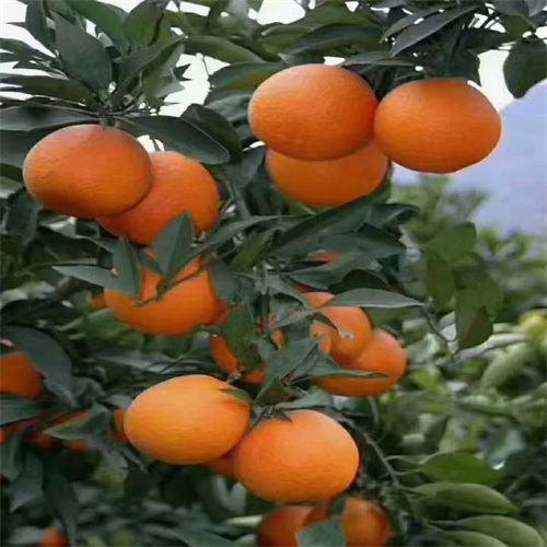雷波脐橙