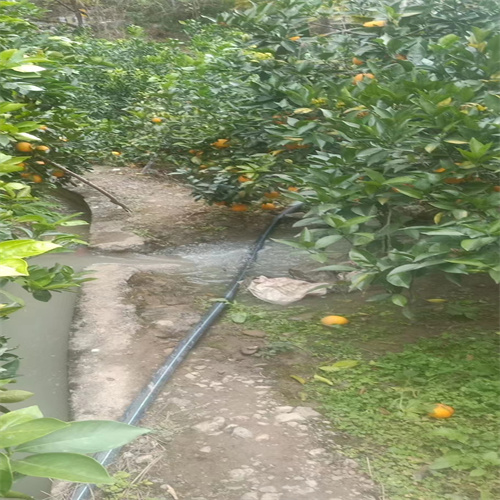 四川脐橙代办