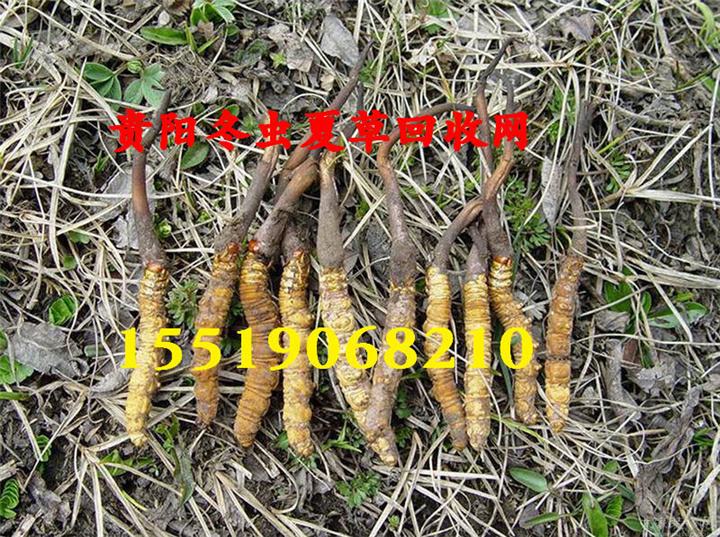 贵阳回收冬虫夏草 