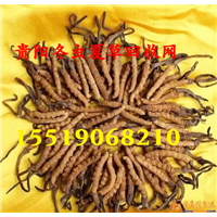 贵阳回收冬虫夏草 