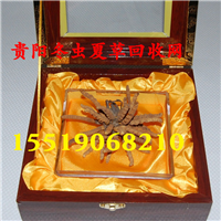贵阳回收冬虫夏草 