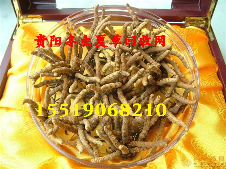 贵阳回收冬虫夏草 