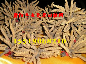贵阳冬虫夏草回收 