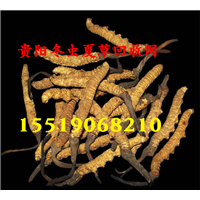 贵阳回收冬虫夏草_贵阳回收冬虫夏草 