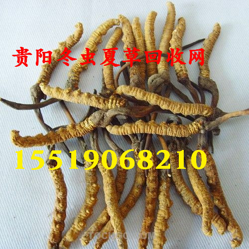 南明区冬虫夏草回收@@贵阳回收冬虫夏草 