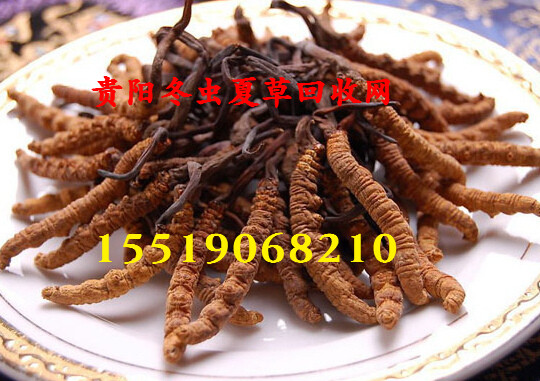 贵阳回收冬虫夏草-贵阳冬虫夏草回收 