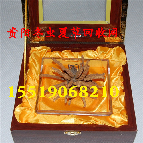 贵阳冬虫夏草回收热线/贵阳冬虫夏草回收 