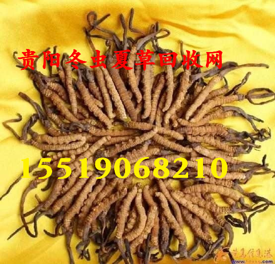 贵阳回收虫草 