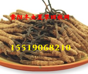 贵阳回收冬虫夏草-贵阳回收冬虫夏草 