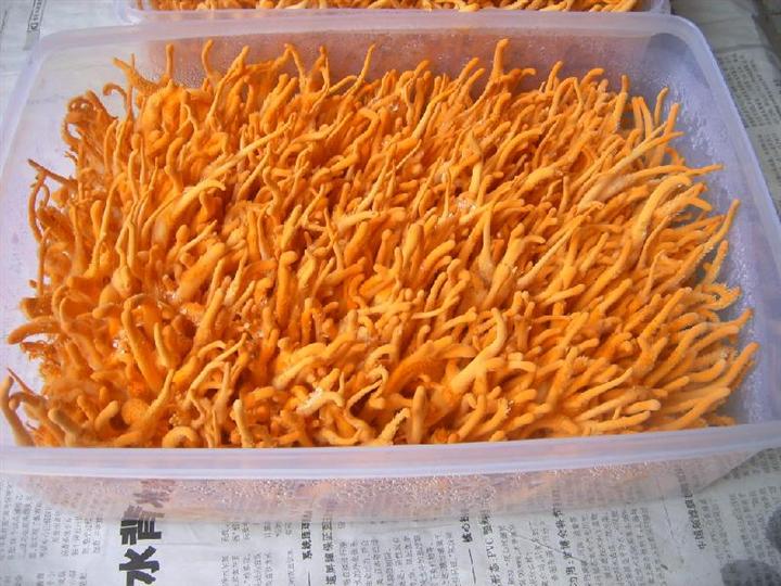 贵阳回收冬虫夏草 