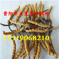 贵阳冬虫夏草回收.贵阳回收冬虫夏草 