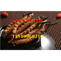 贵阳冬虫夏草回收.贵阳回收冬虫夏草2 