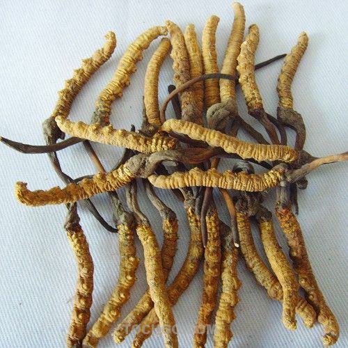 贵阳回收虫草热线@@贵阳哪里有回收冬虫夏草 