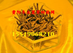 贵阳冬虫夏草回收.贵阳回收冬虫夏草1 
