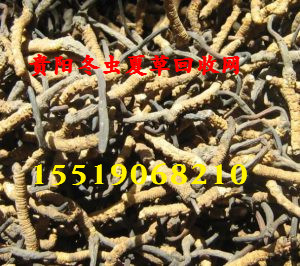 贵阳回收冬虫夏草 